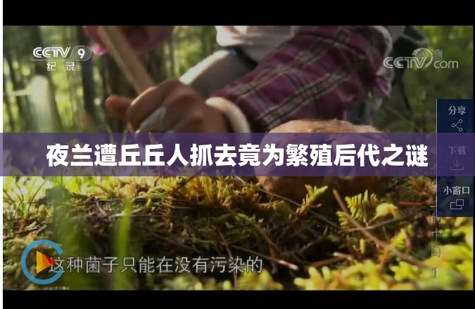 夜兰遭丘丘人抓去竟为繁殖后代之谜