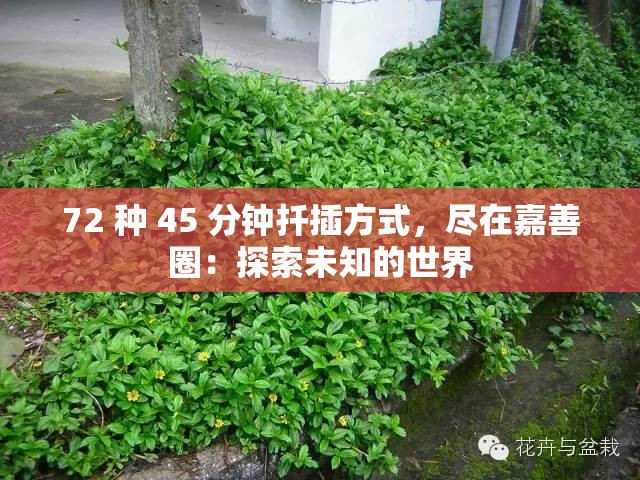 72 种 45 分钟扦插方式，尽在嘉善圈：探索未知的世界