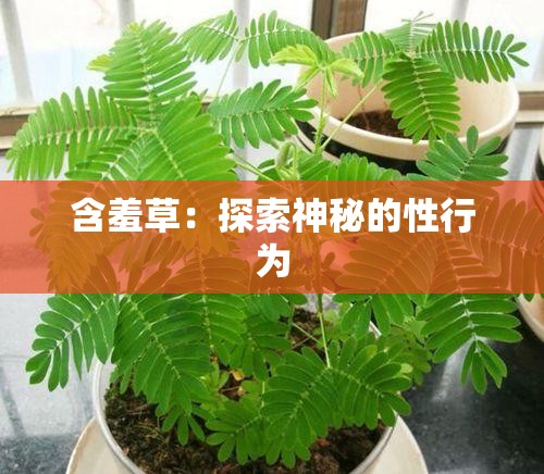 含羞草：探索神秘的性行为