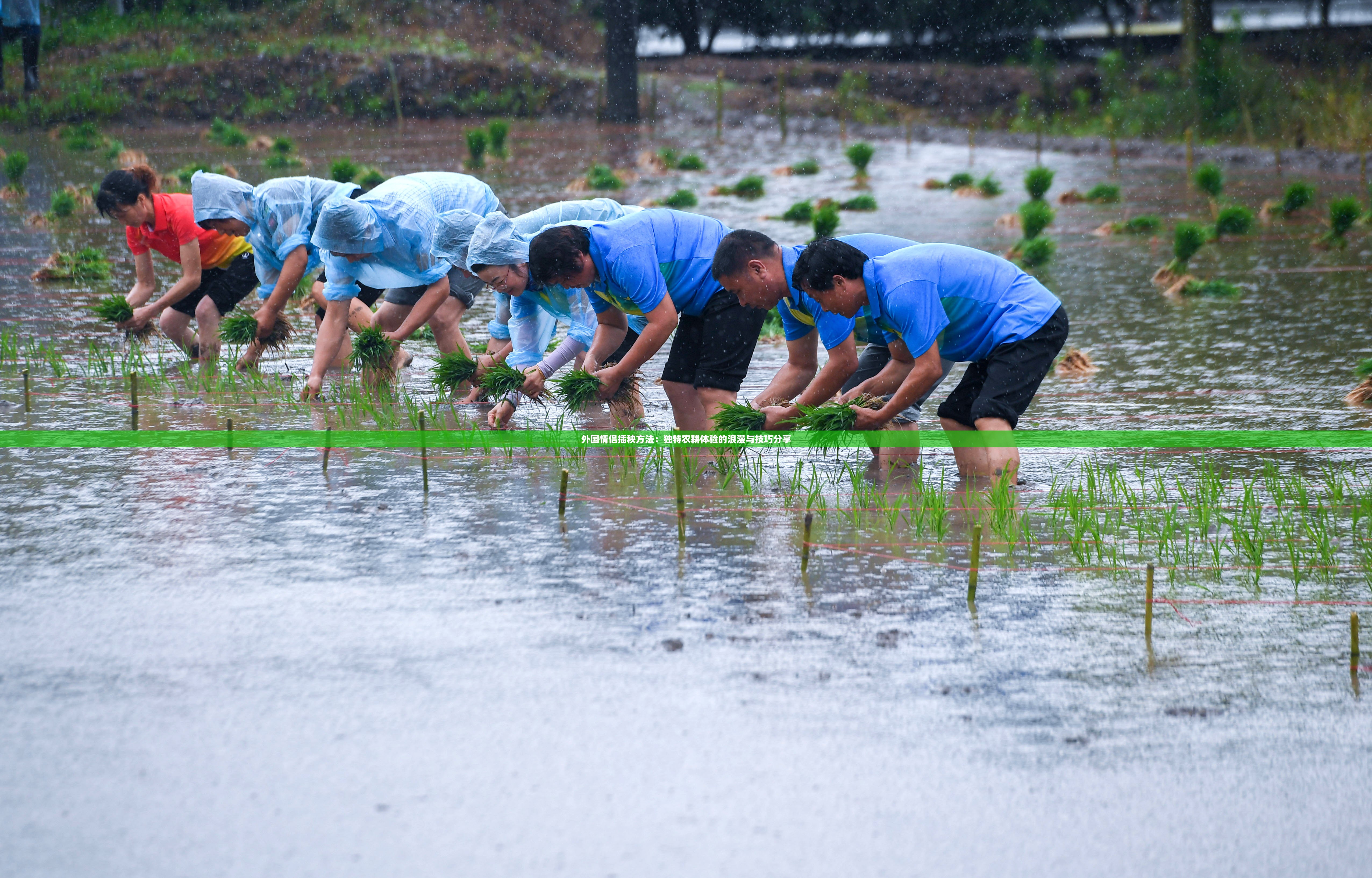 外国情侣插秧方法：独特农耕体验的浪漫与技巧分享