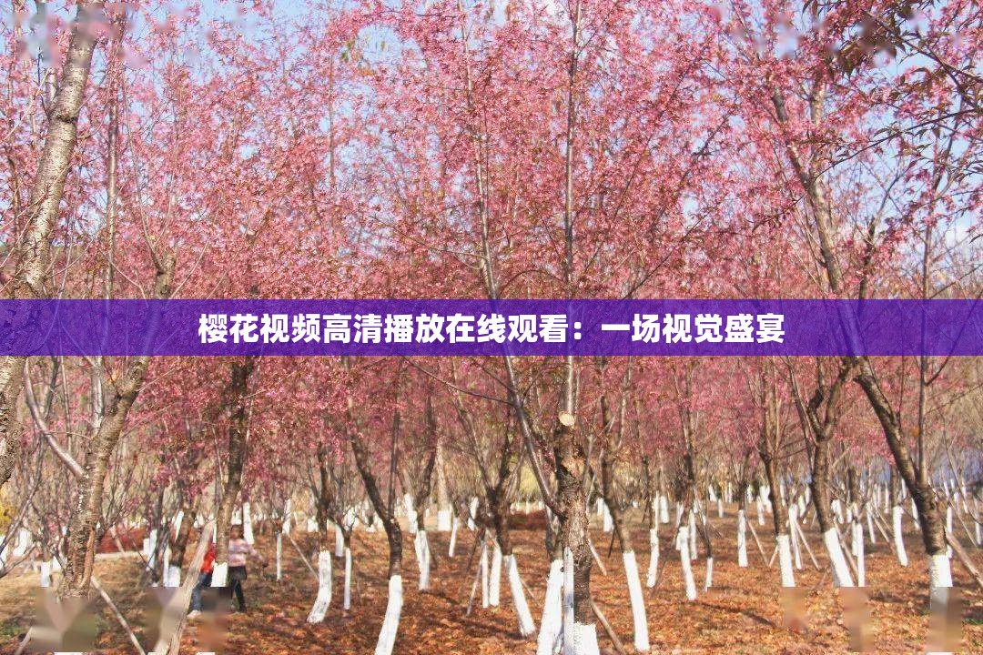 樱花视频高清播放在线观看：一场视觉盛宴