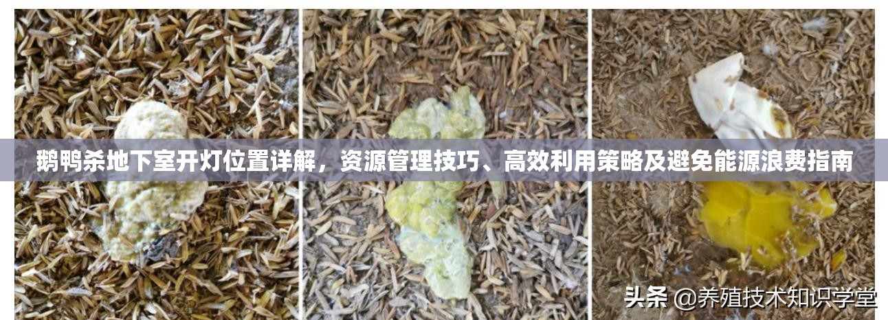 鹅鸭杀地下室开灯位置详解，资源管理技巧、高效利用策略及避免能源浪费指南