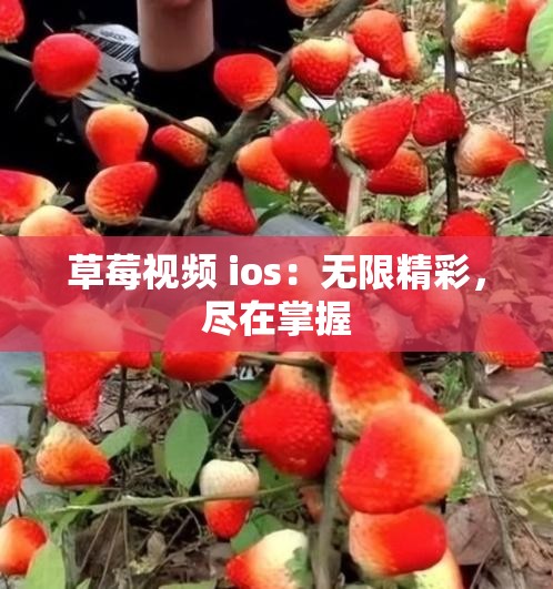 草莓视频 ios：无限精彩，尽在掌握