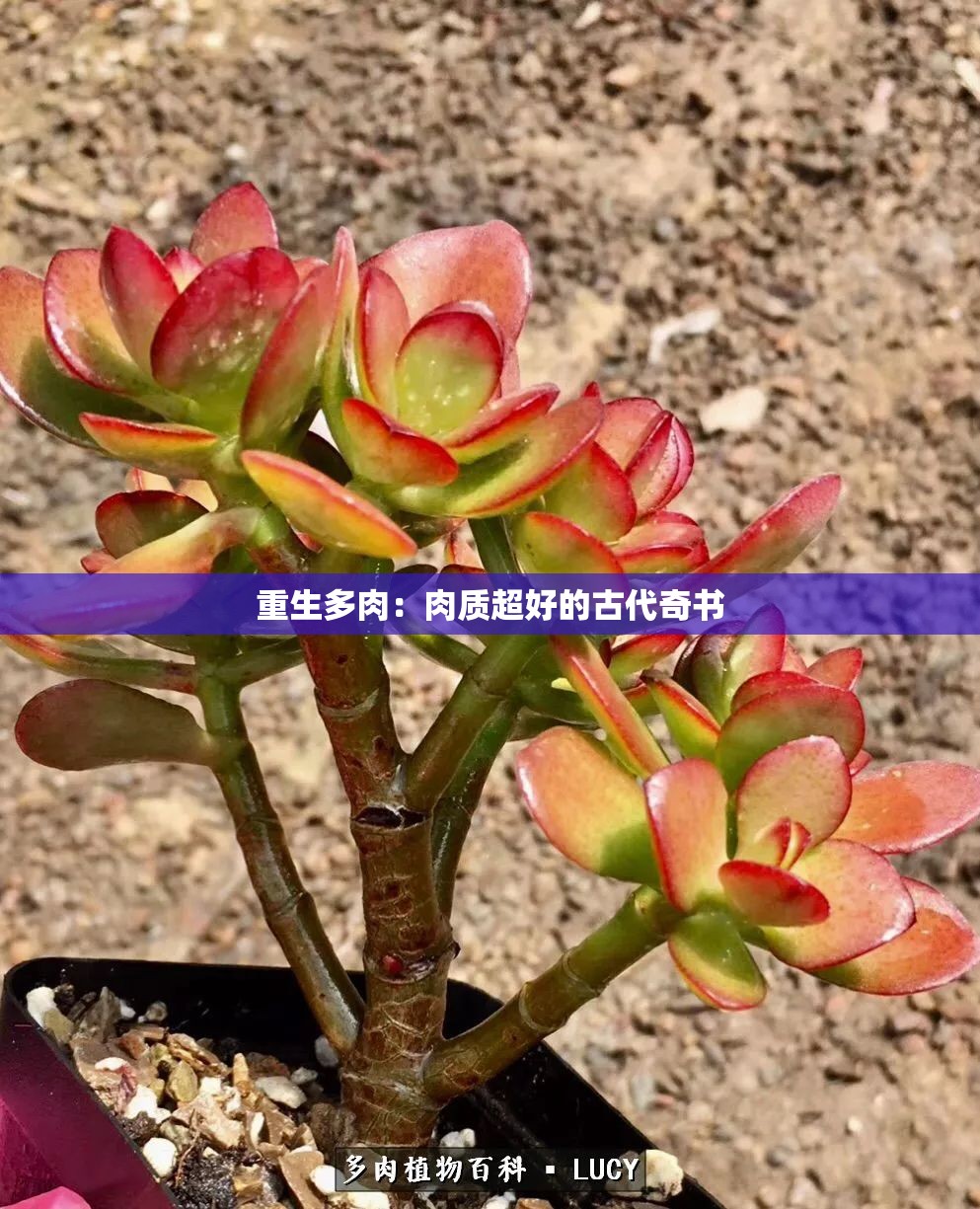 重生多肉：肉质超好的古代奇书