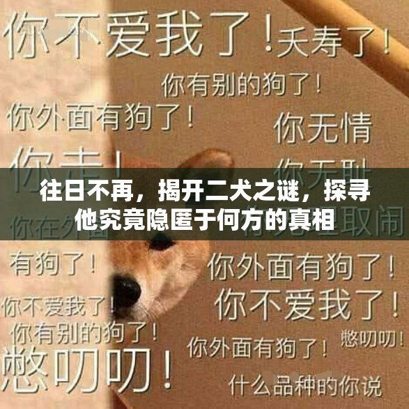 往日不再，揭开二犬之谜，探寻他究竟隐匿于何方的真相