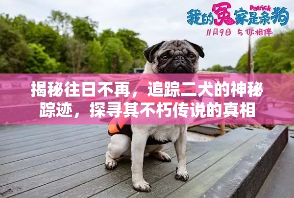 揭秘往日不再，追踪二犬的神秘踪迹，探寻其不朽传说的真相