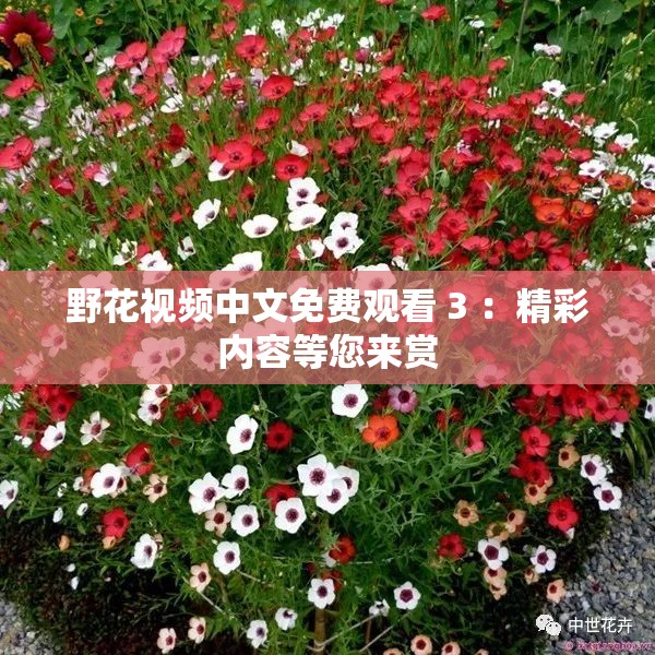 野花视频中文免费观看 3 ：精彩内容等您来赏