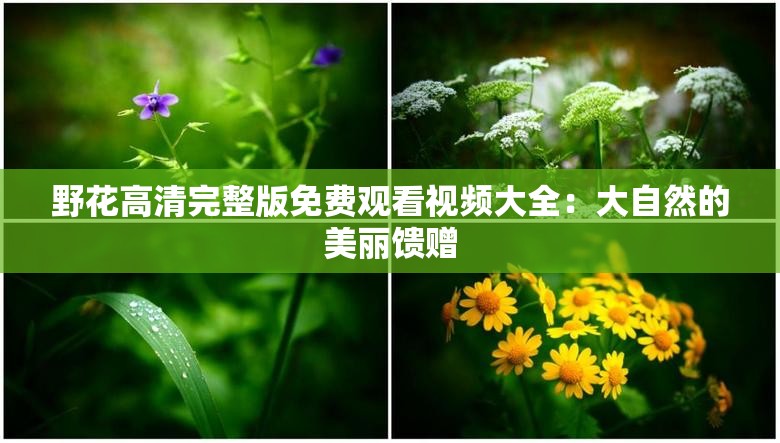 野花高清完整版免费观看视频大全：大自然的美丽馈赠