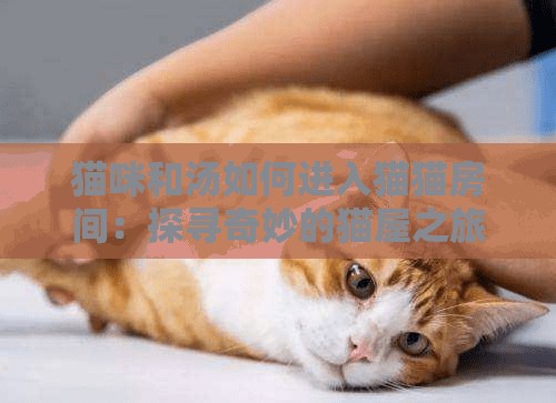 猫咪和汤如何进入猫猫房间：探寻奇妙的猫屋之旅