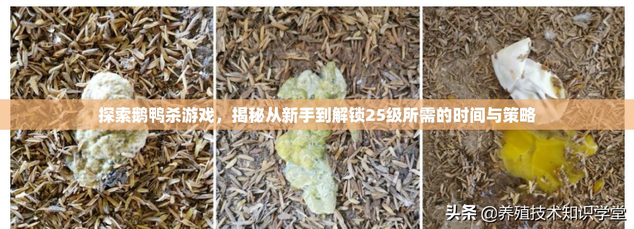 探索鹅鸭杀游戏，揭秘从新手到解锁25级所需的时间与策略