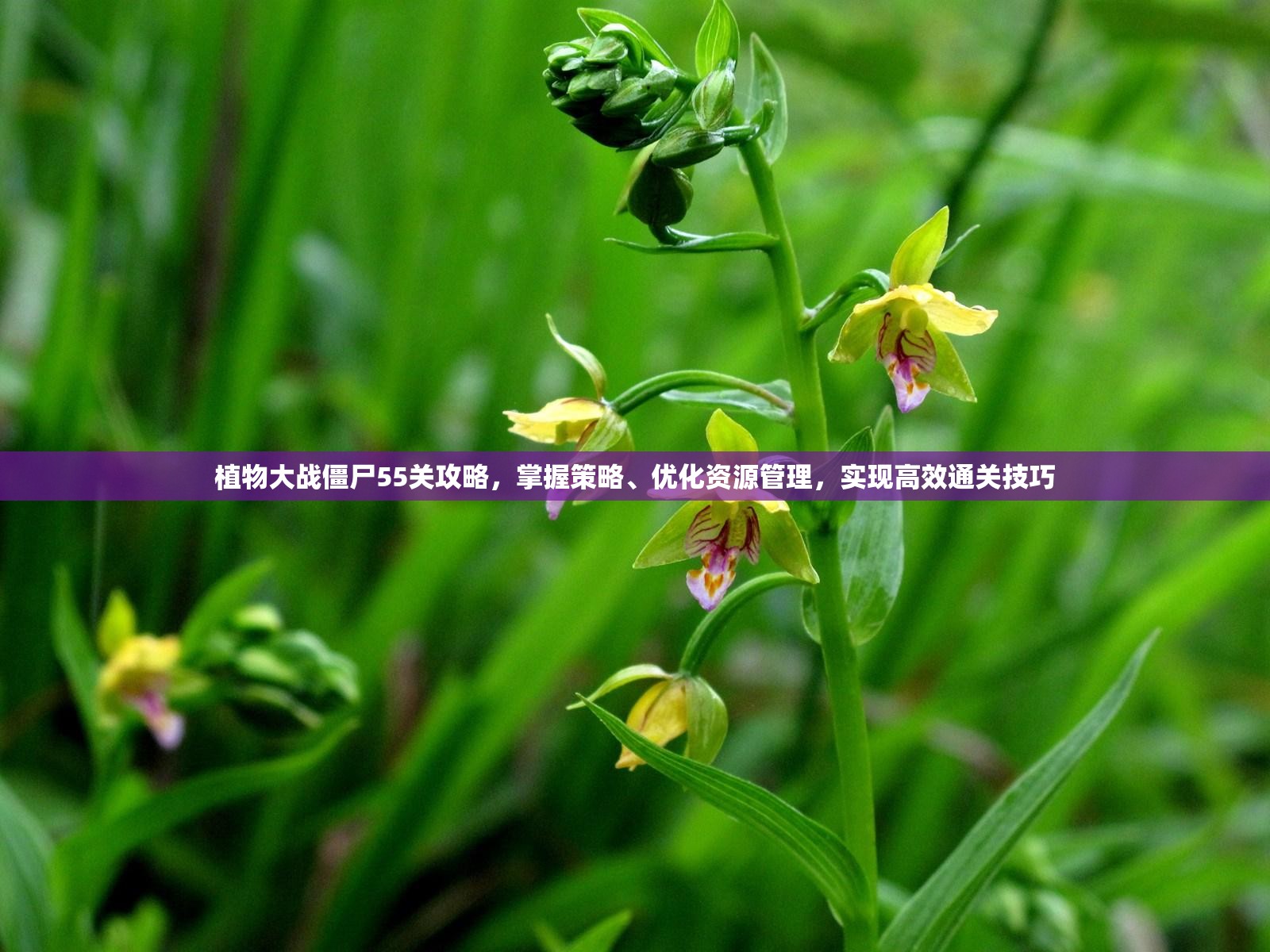 植物大战僵尸55关攻略，掌握策略、优化资源管理，实现高效通关技巧