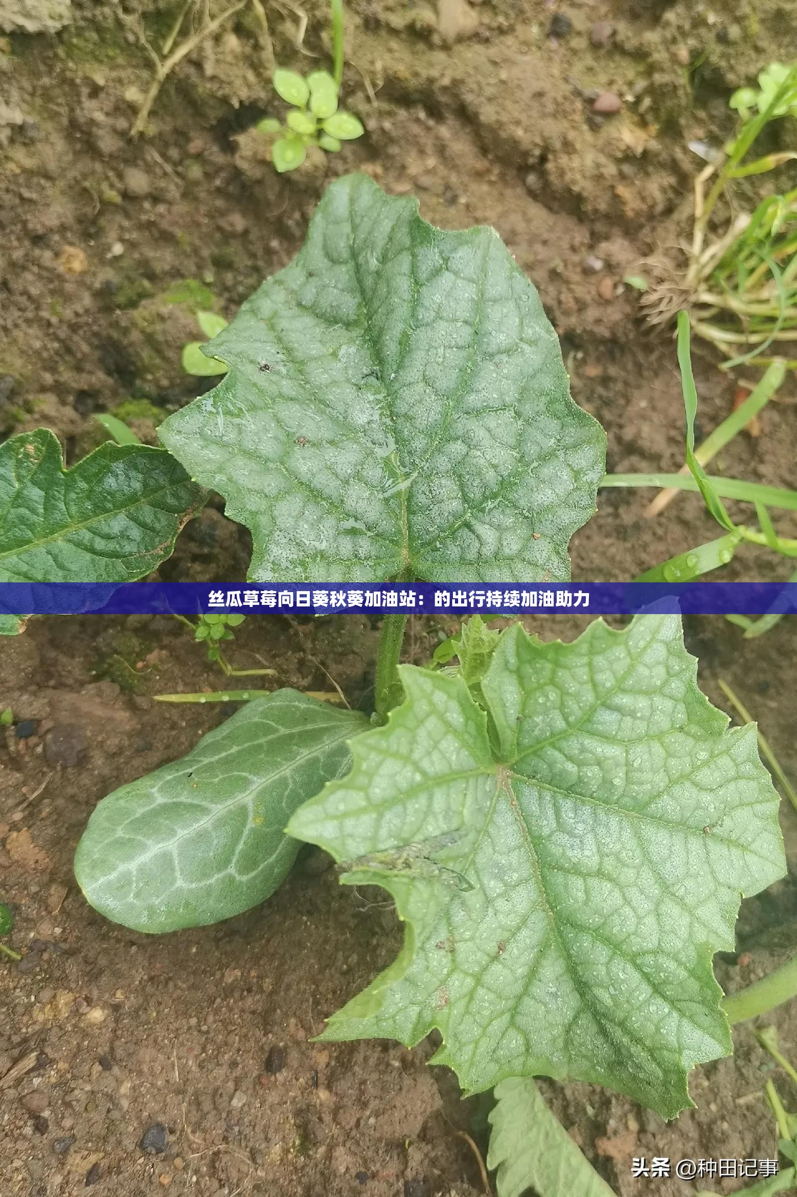 丝瓜草莓向日葵秋葵加油站：的出行持续加油助力