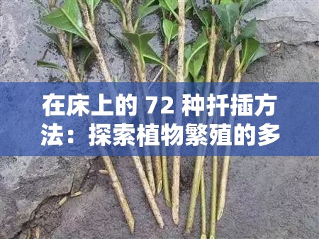 在床上的 72 种扦插方法：探索植物繁殖的多样途径