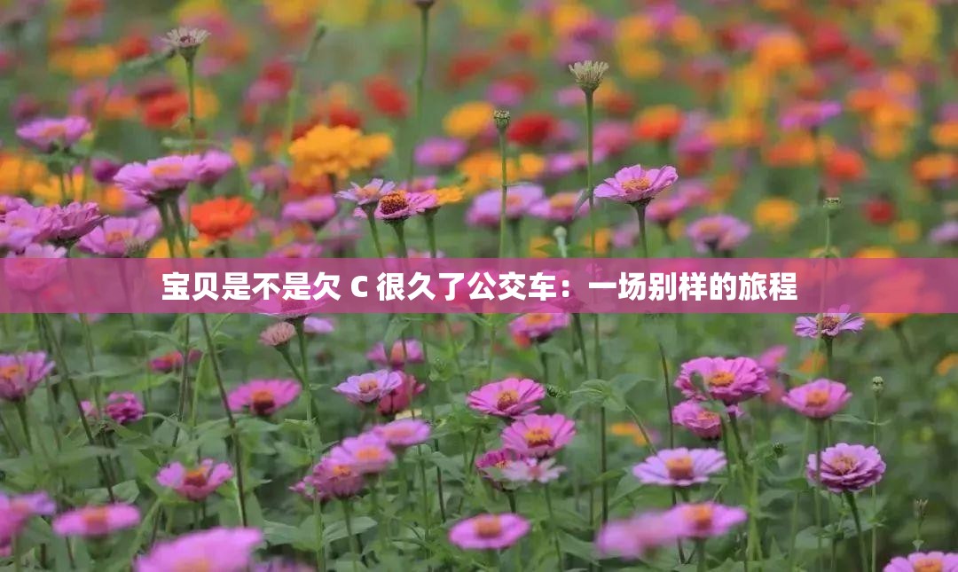 宝贝是不是欠 C 很久了公交车：一场别样的旅程