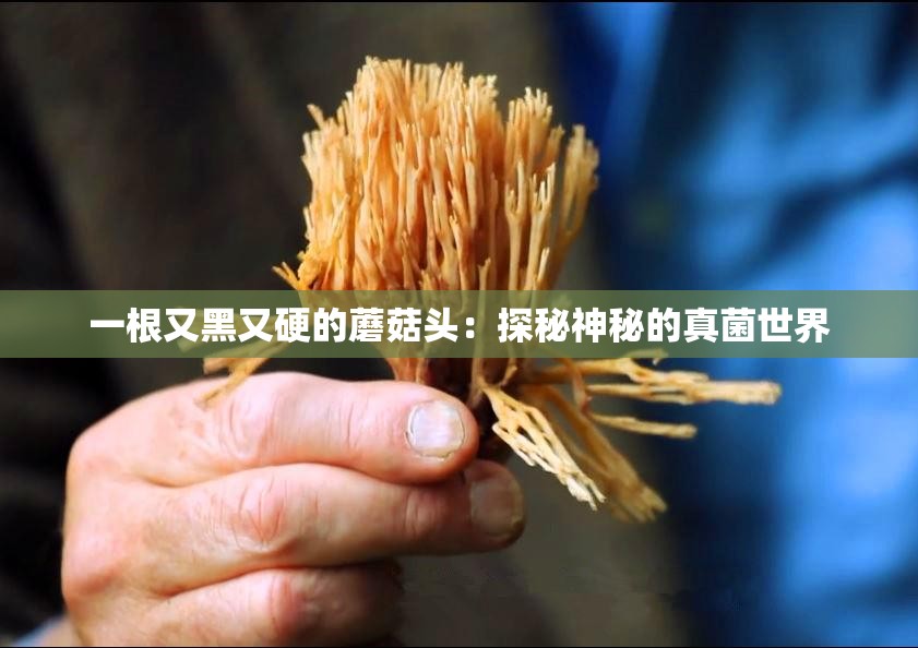 一根又黑又硬的蘑菇头：探秘神秘的真菌世界