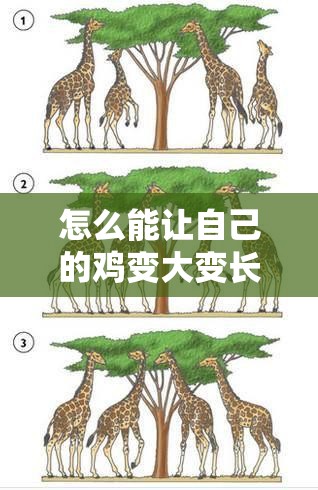 怎么能让自己的鸡变大变长：科学有效的方法