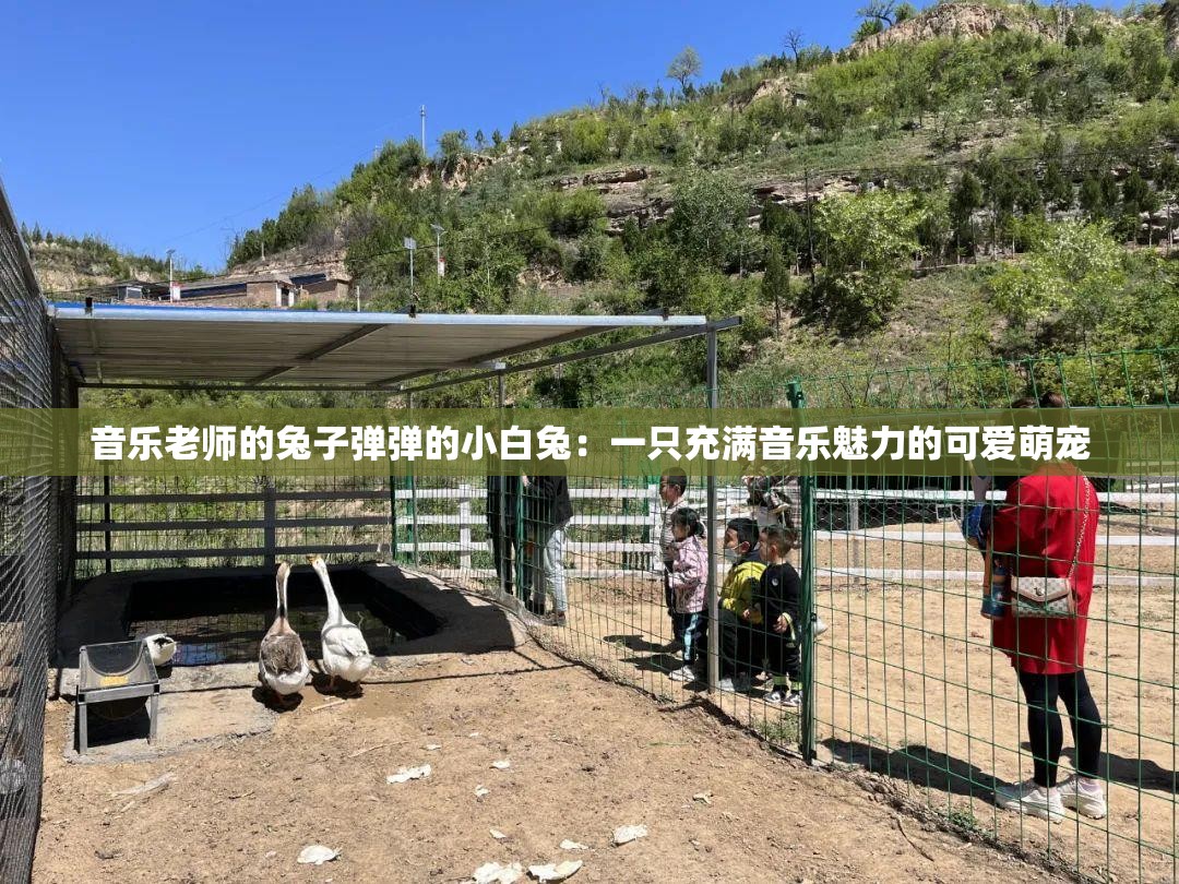 音乐老师的兔子弹弹的小白兔：一只充满音乐魅力的可爱萌宠