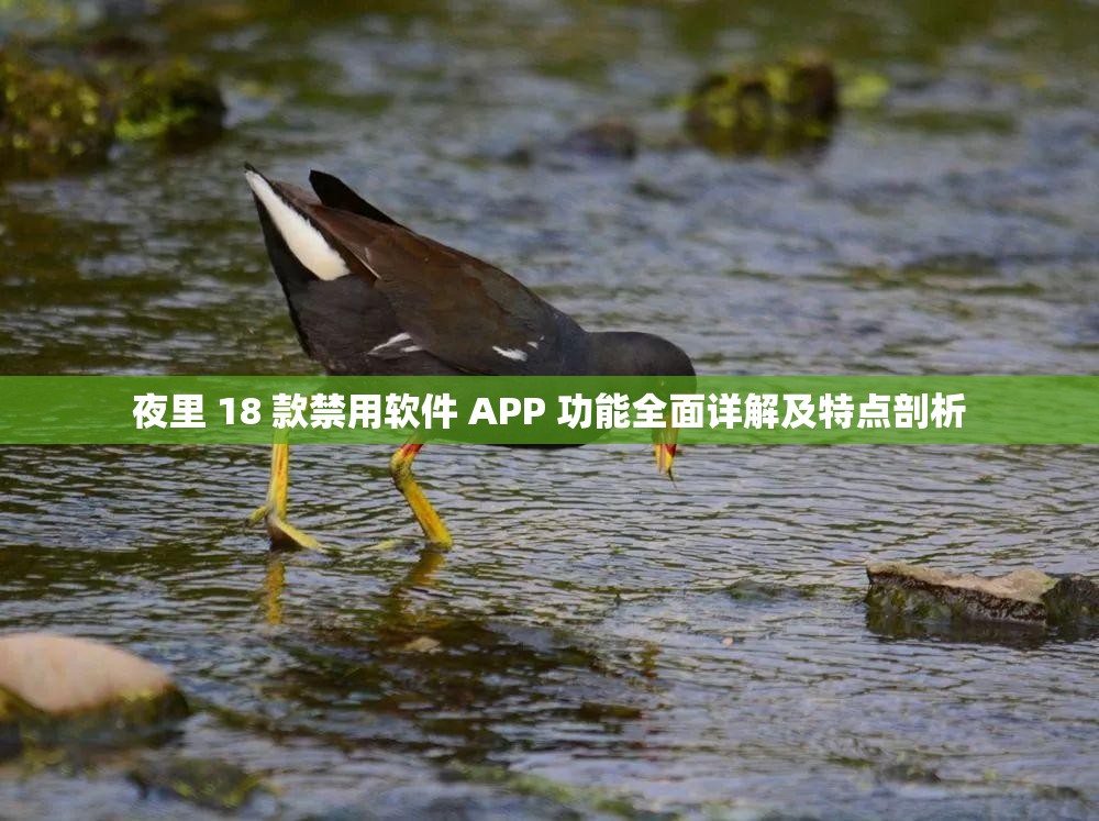 夜里 18 款禁用软件 APP 功能全面详解及特点剖析