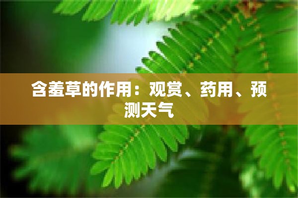 含羞草的作用：观赏、药用、预测天气