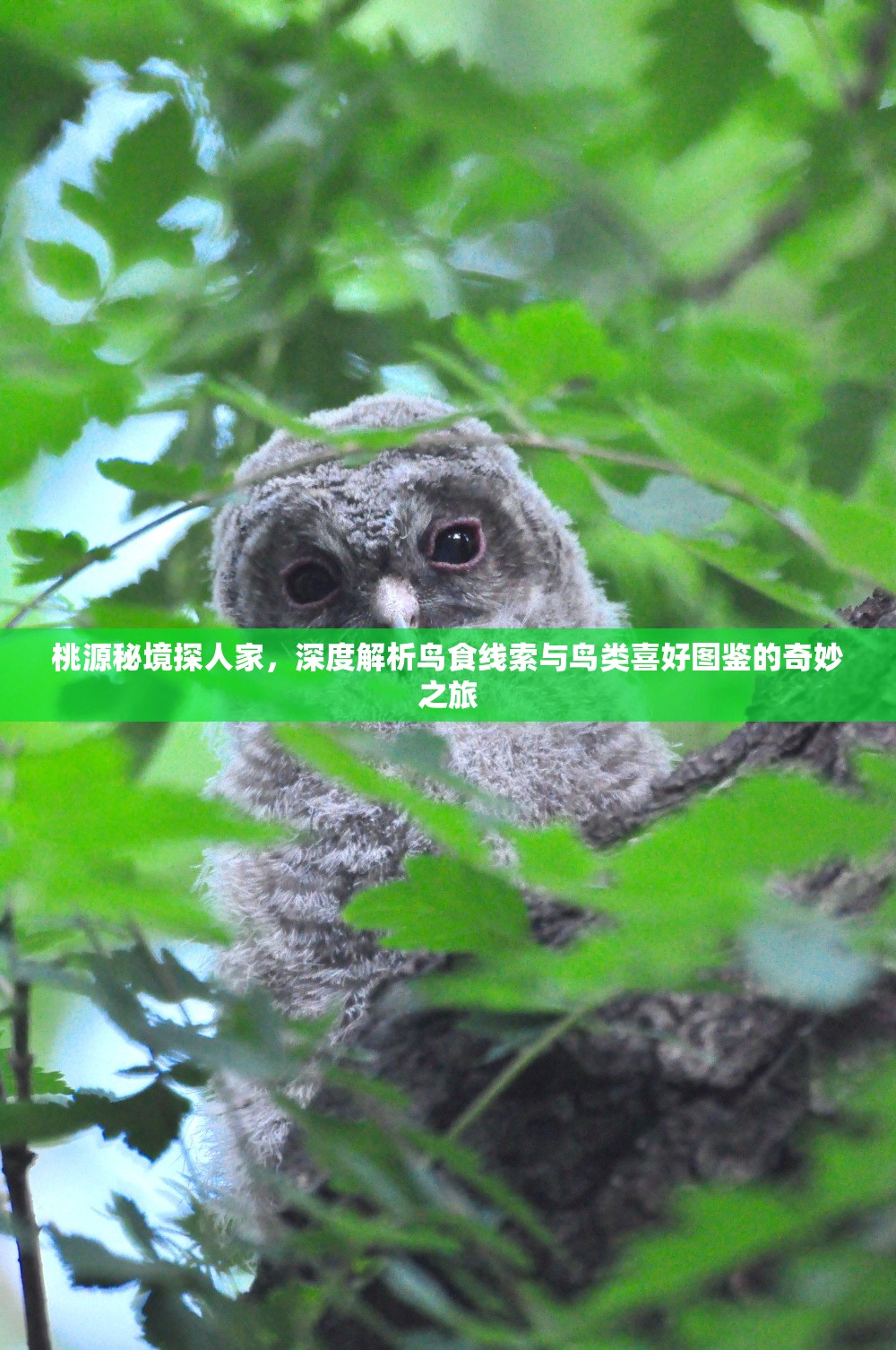 桃源秘境探人家，深度解析鸟食线索与鸟类喜好图鉴的奇妙之旅