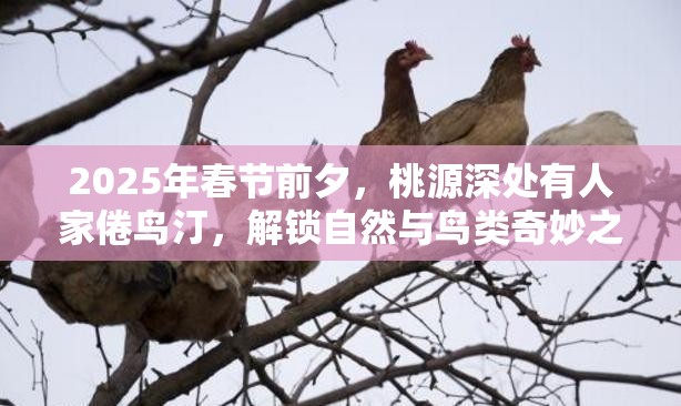 2025年春节前夕，桃源深处有人家倦鸟汀，解锁自然与鸟类奇妙之旅