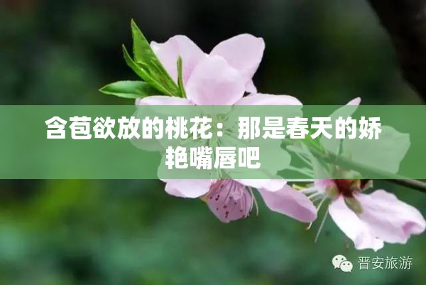 含苞欲放的桃花：那是春天的娇艳嘴唇吧