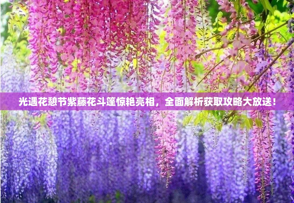 光遇花憩节紫藤花斗篷惊艳亮相，全面解析获取攻略大放送！