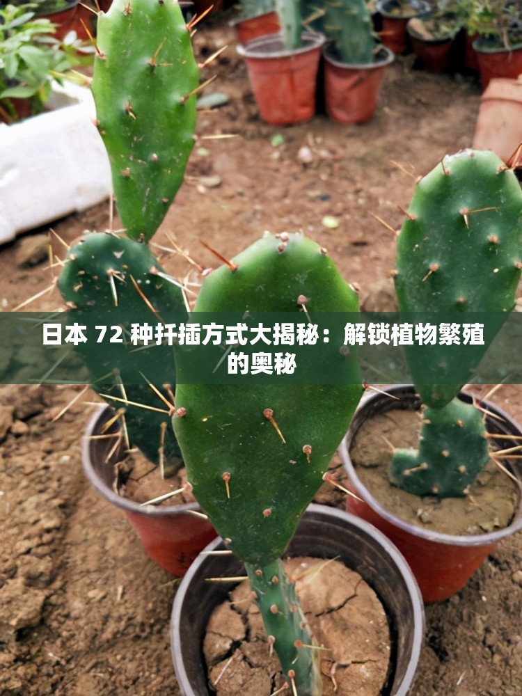 日本 72 种扦插方式大揭秘：解锁植物繁殖的奥秘