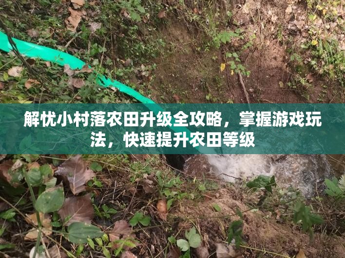 解忧小村落农田升级全攻略，掌握游戏玩法，快速提升农田等级