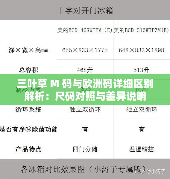 三叶草 M 码与欧洲码详细区别解析：尺码对照与差异说明