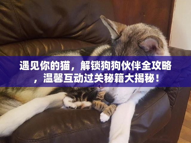 遇见你的猫，解锁狗狗伙伴全攻略，温馨互动过关秘籍大揭秘！