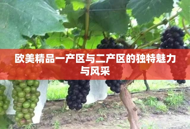 欧美精品一产区与二产区的独特魅力与风采