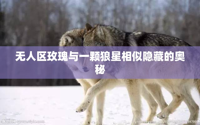 无人区玫瑰与一颗狼星相似隐藏的奥秘