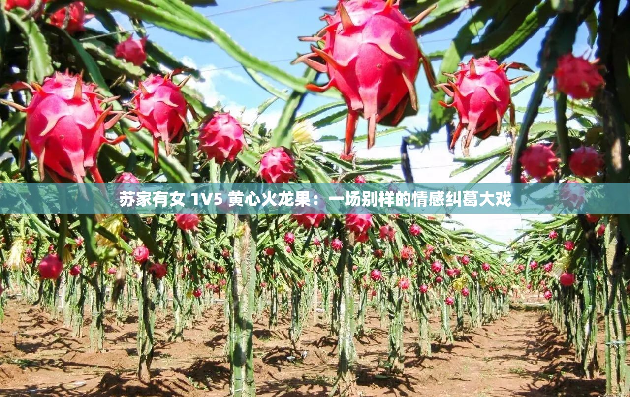 苏家有女 1V5 黄心火龙果：一场别样的情感纠葛大戏