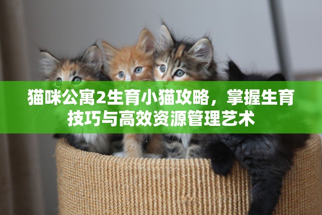 猫咪公寓2生育小猫攻略，掌握生育技巧与高效资源管理艺术