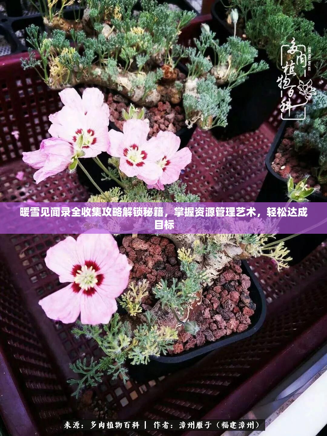 暖雪见闻录全收集攻略解锁秘籍，掌握资源管理艺术，轻松达成目标