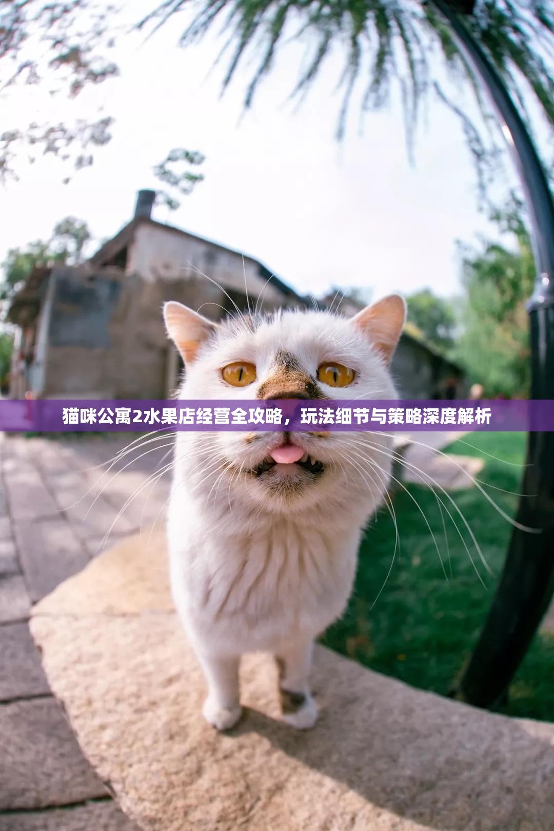 猫咪公寓2水果店经营全攻略，玩法细节与策略深度解析