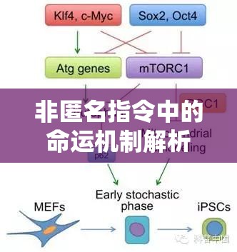非匿名指令中的命运机制解析，定义、作用及在资源管理中的核心重要性