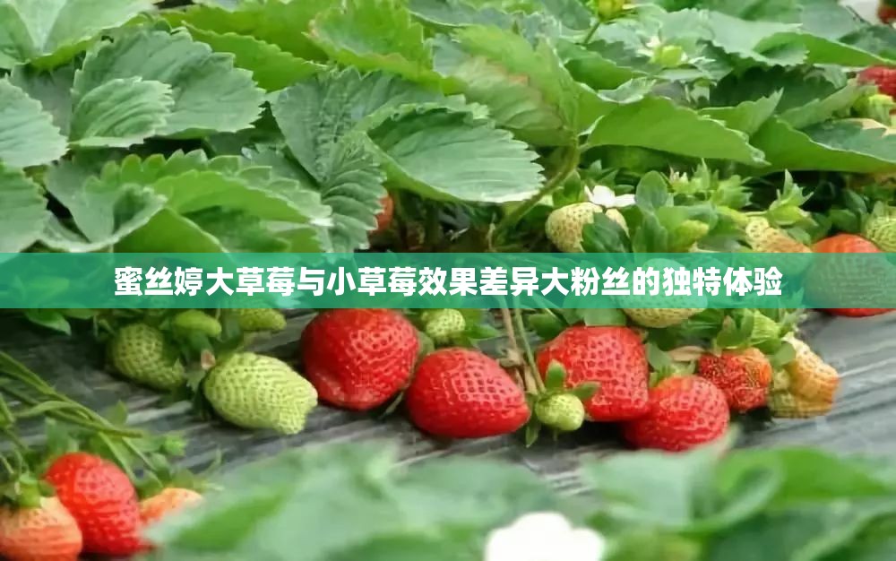 蜜丝婷大草莓与小草莓效果差异大粉丝的独特体验