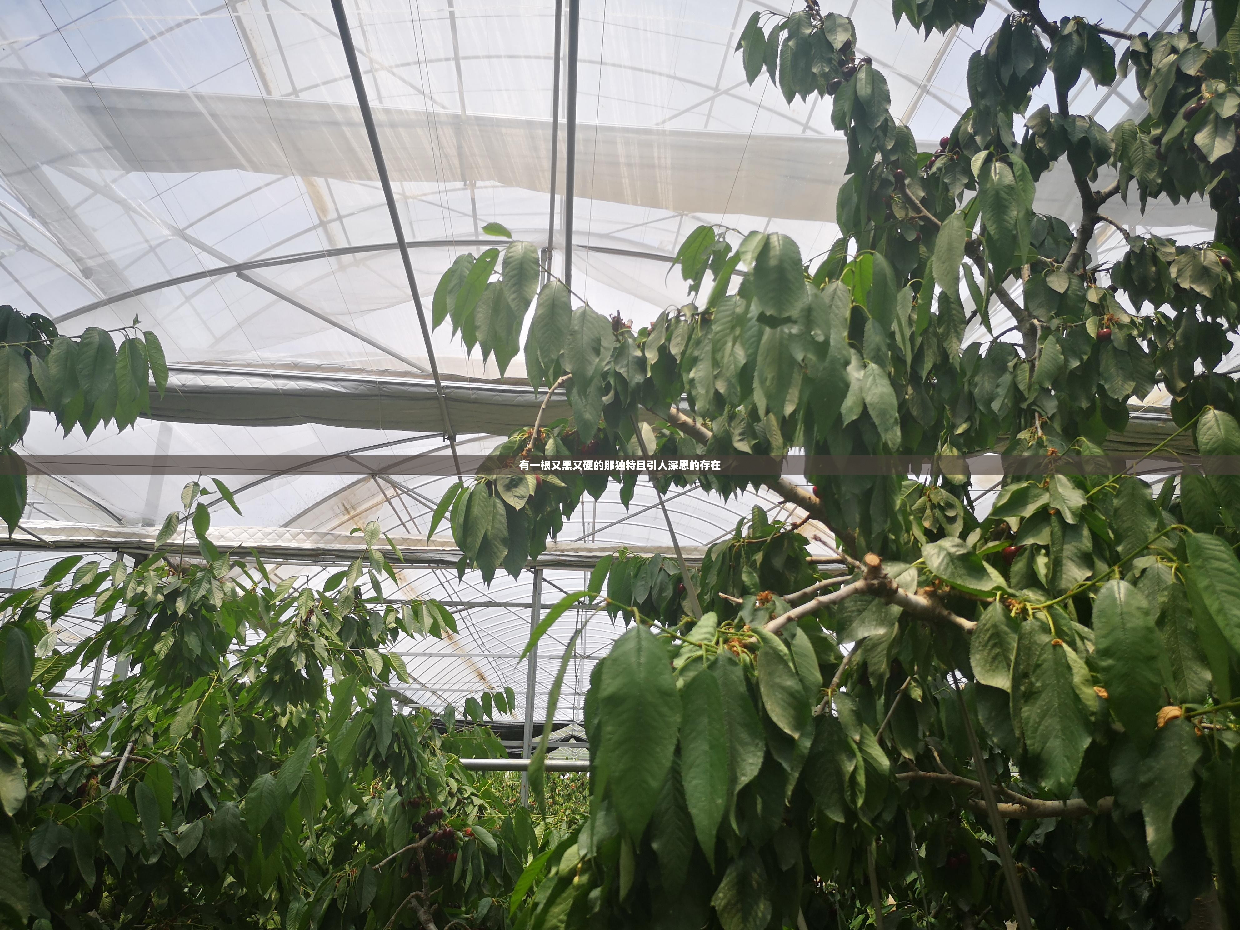 有一根又黑又硬的那独特且引人深思的存在