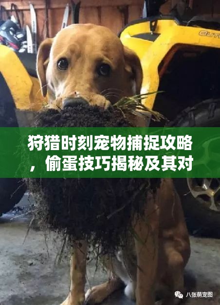 狩猎时刻宠物捕捉攻略，偷蛋技巧揭秘及其对资源管理的关键性影响