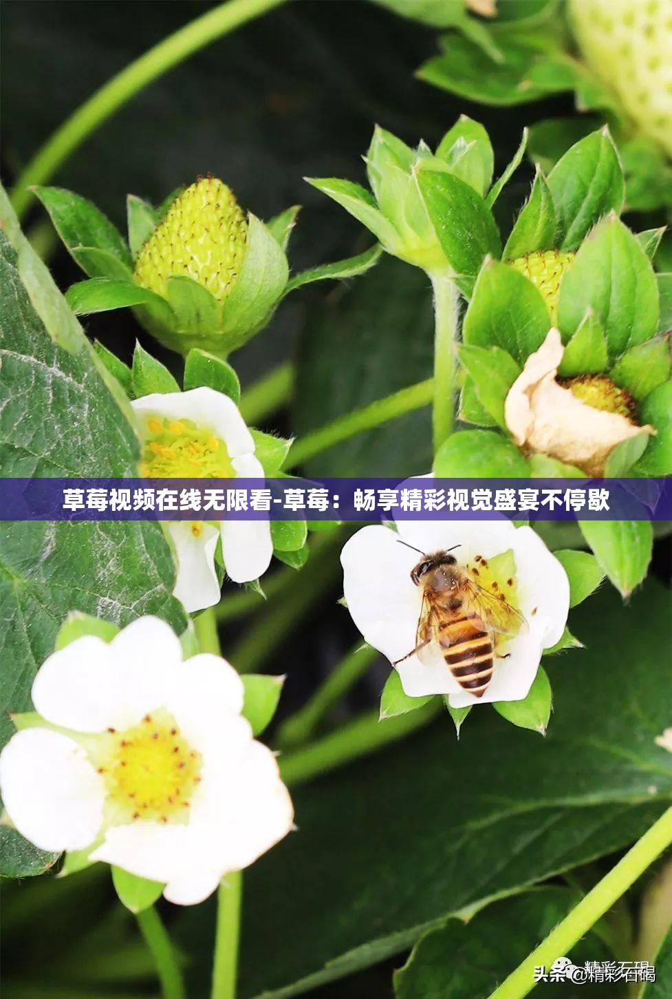 草莓视频在线无限看-草莓：畅享精彩视觉盛宴不停歇