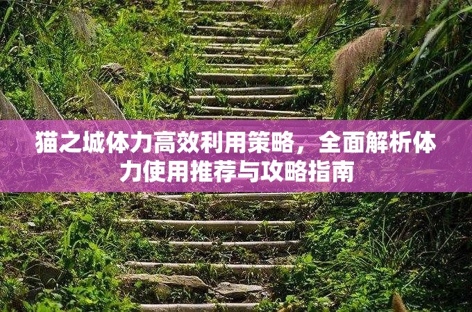 猫之城体力高效利用策略，全面解析体力使用推荐与攻略指南