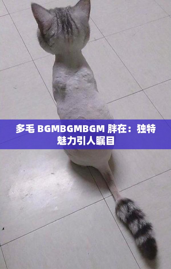 多毛 BGMBGMBGM 胖在：独特魅力引人瞩目