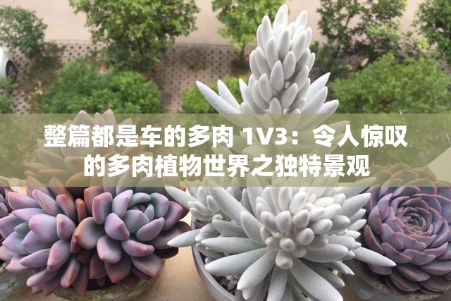 整篇都是车的多肉 1V3：令人惊叹的多肉植物世界之独特景观