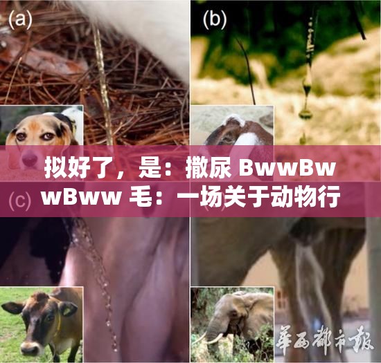 拟好了，是：撒尿 BwwBwwBww 毛：一场关于动物行为的奇妙探索