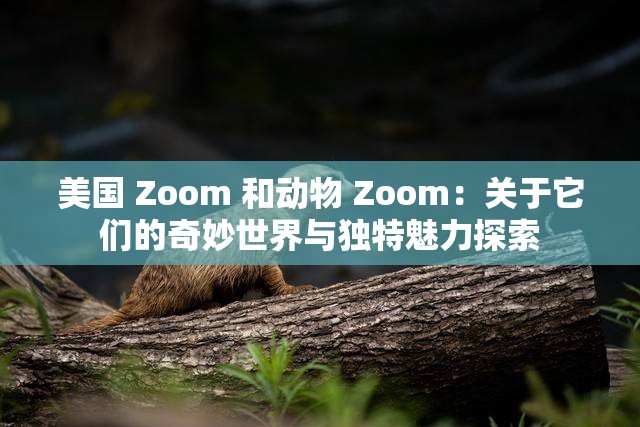 美国 Zoom 和动物 Zoom：关于它们的奇妙世界与独特魅力探索