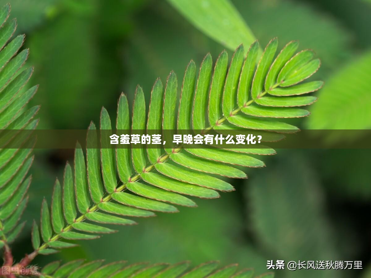 含羞草的茎，早晚会有什么变化？