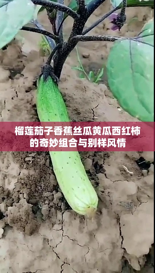 榴莲茄子香蕉丝瓜黄瓜西红柿的奇妙组合与别样风情