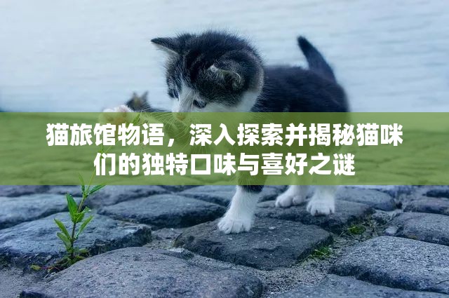 猫旅馆物语，深入探索并揭秘猫咪们的独特口味与喜好之谜